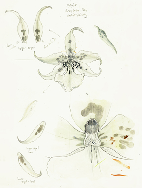 Oncidiinae white flowers, value study